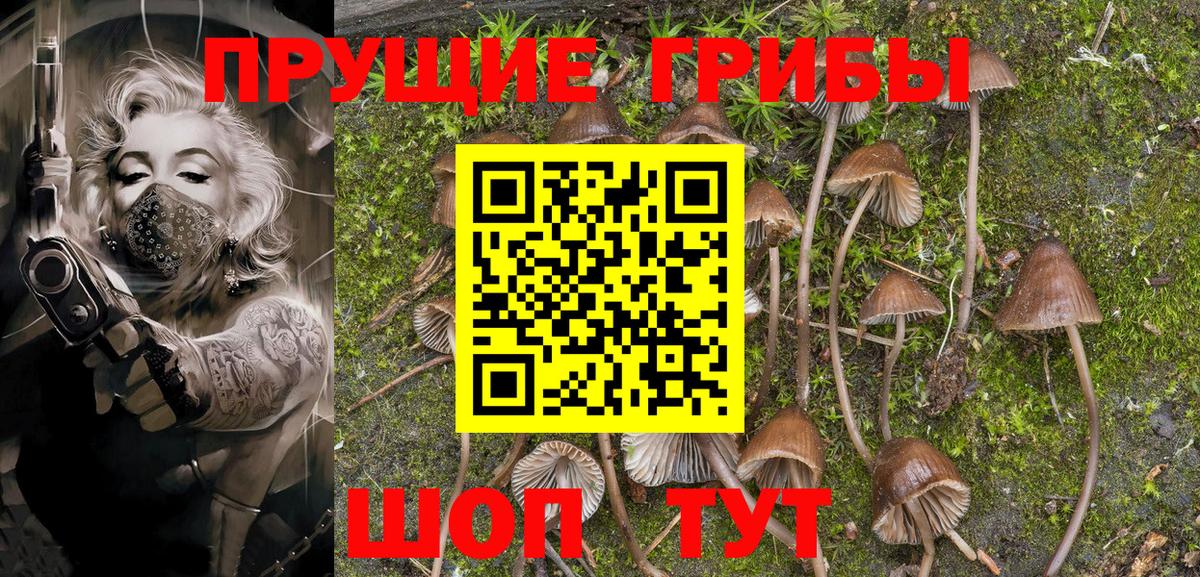 Псилоцибиновые грибы Psilocybe  Вход с VPN  Саров 
